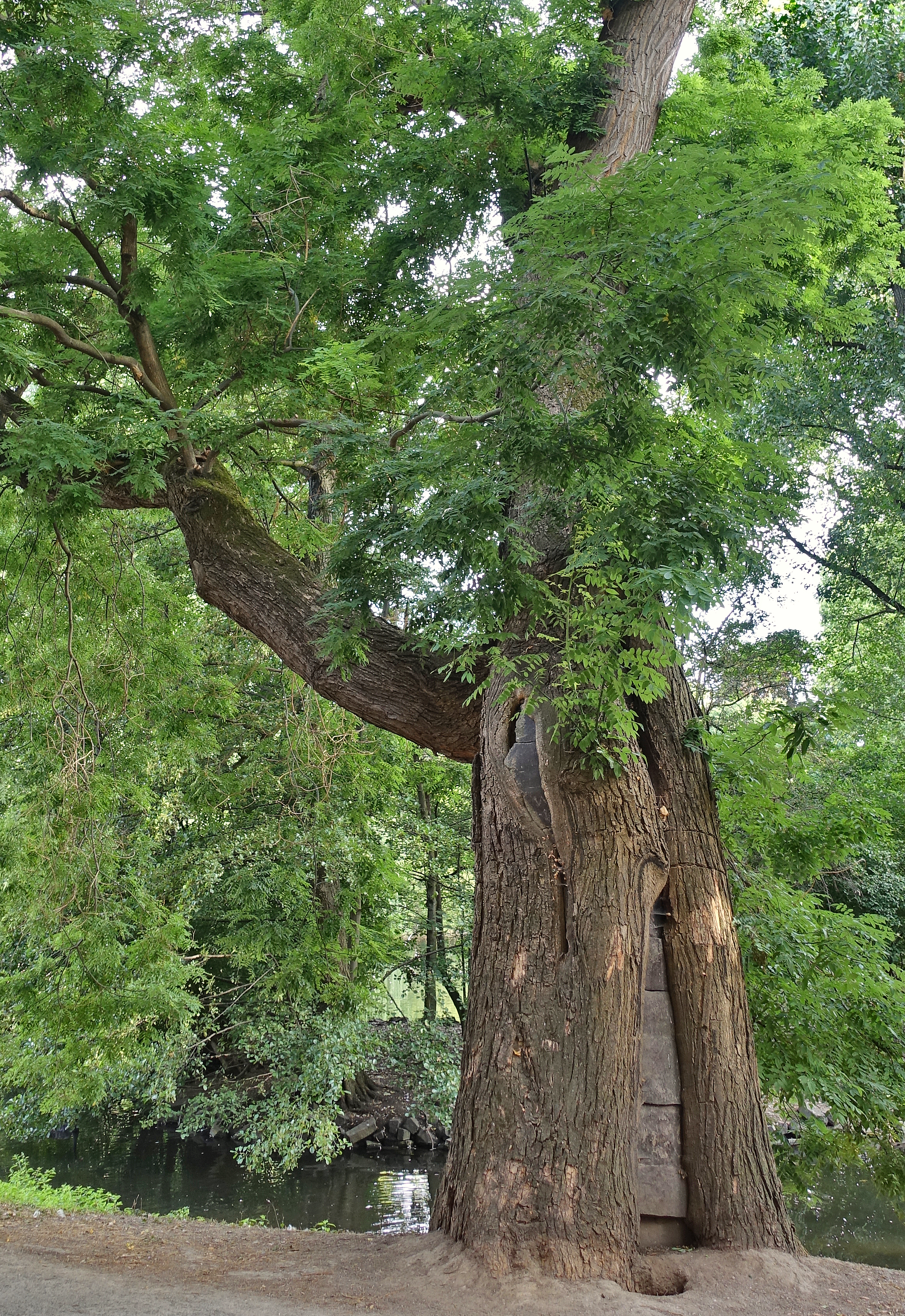 Japanischer Schnurbaum im Düsseldorfer Hofgarten. Höhe: 23 m. / Foto: Christoph Michels