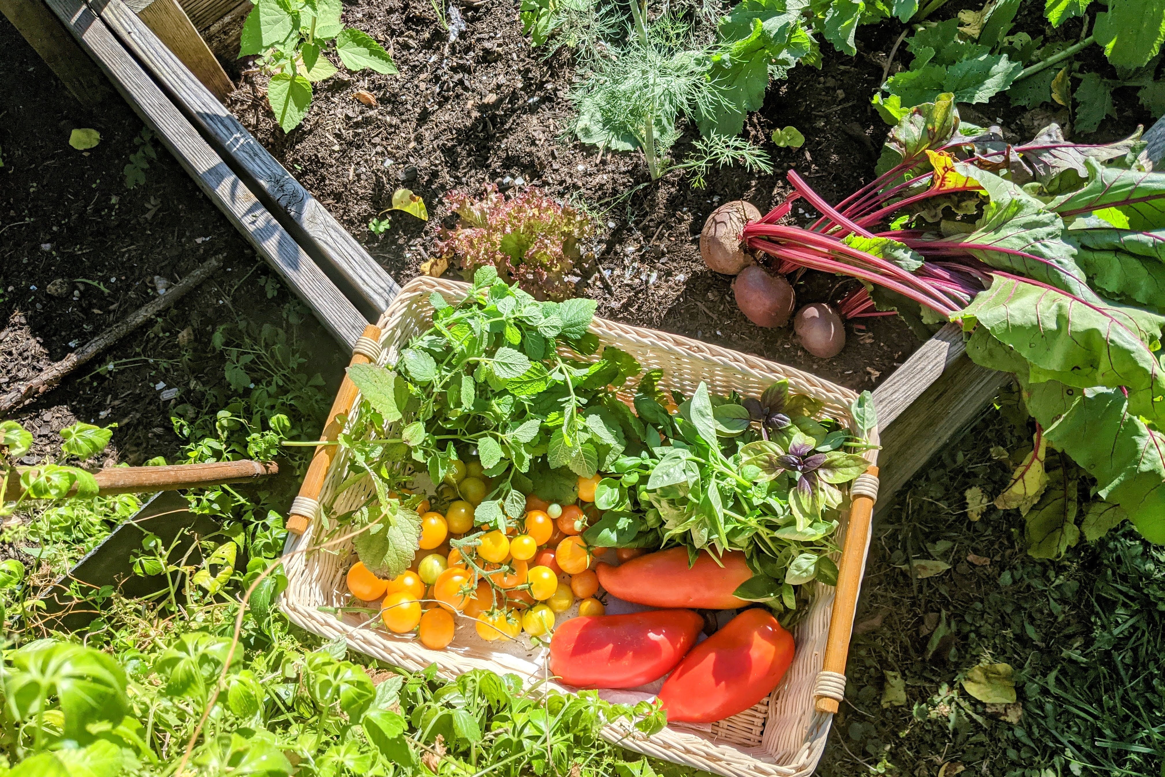 Grundlagen für morgen: Frühkindliche Ernährungsbildung wichtiger denn je / Foto: Alexandra Scholz-Marcovich