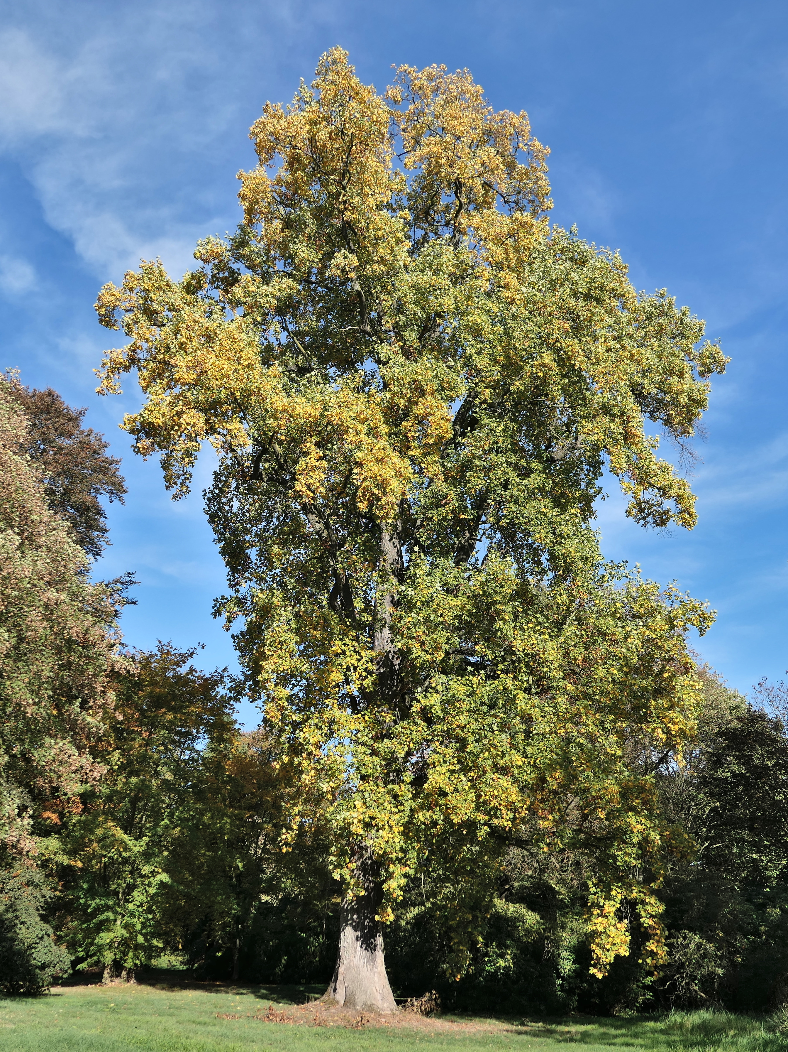 Amerikanischer Tulpenbaum im Schlosspark Heltorf (Angermund). Höhe: 40 m. / Foto: Christoph Michels