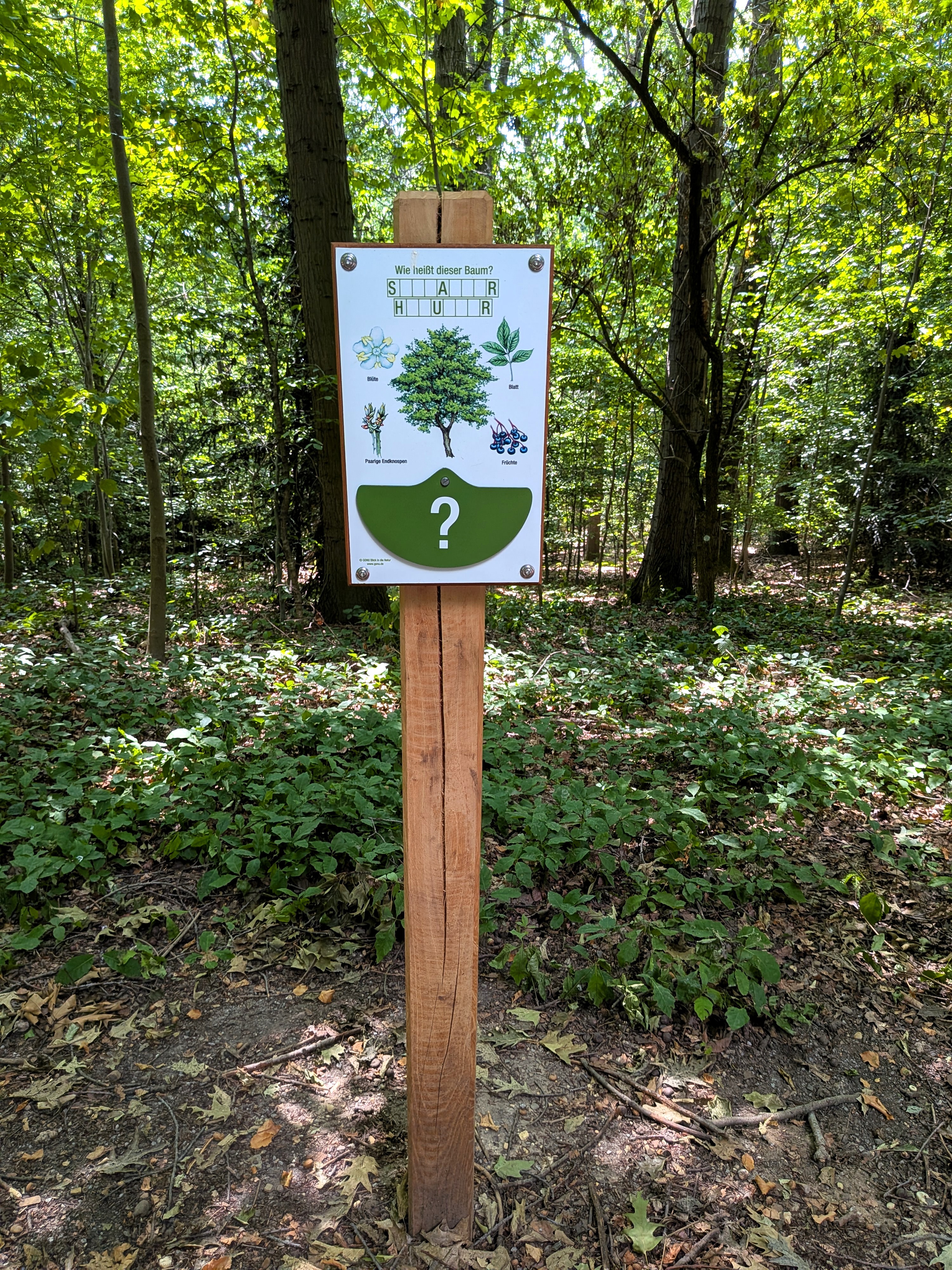 Eine interaktive Station auf dem Wald-Klima-Pfad im Aaper Wald lädt dazu ein, Blätter und Baumarten zuzuordnen.