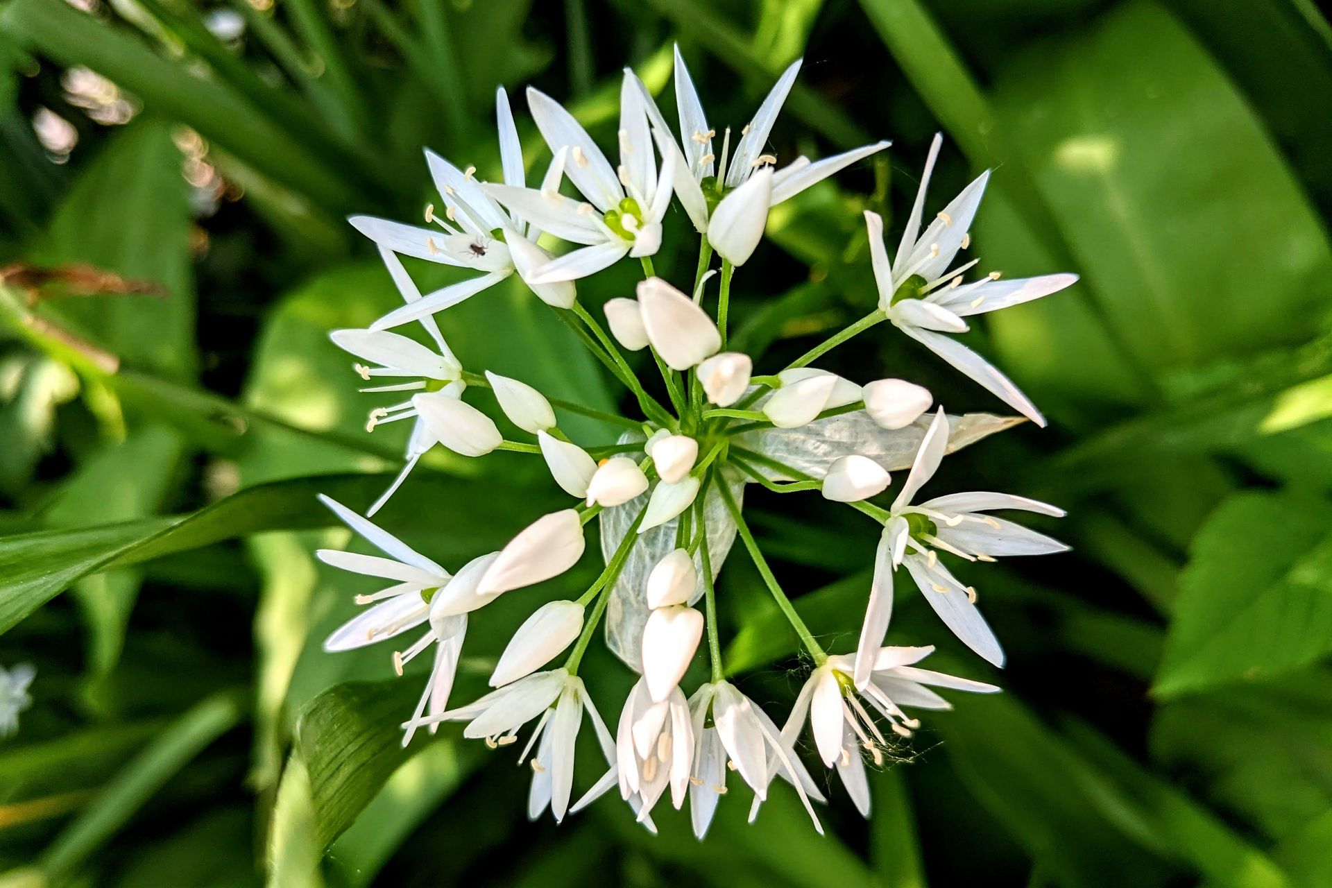 DIY & Draußen – Bärlauch März 2026 Düsseldorf Bärlauch sammeln Düsseldorf Frühling März 2026