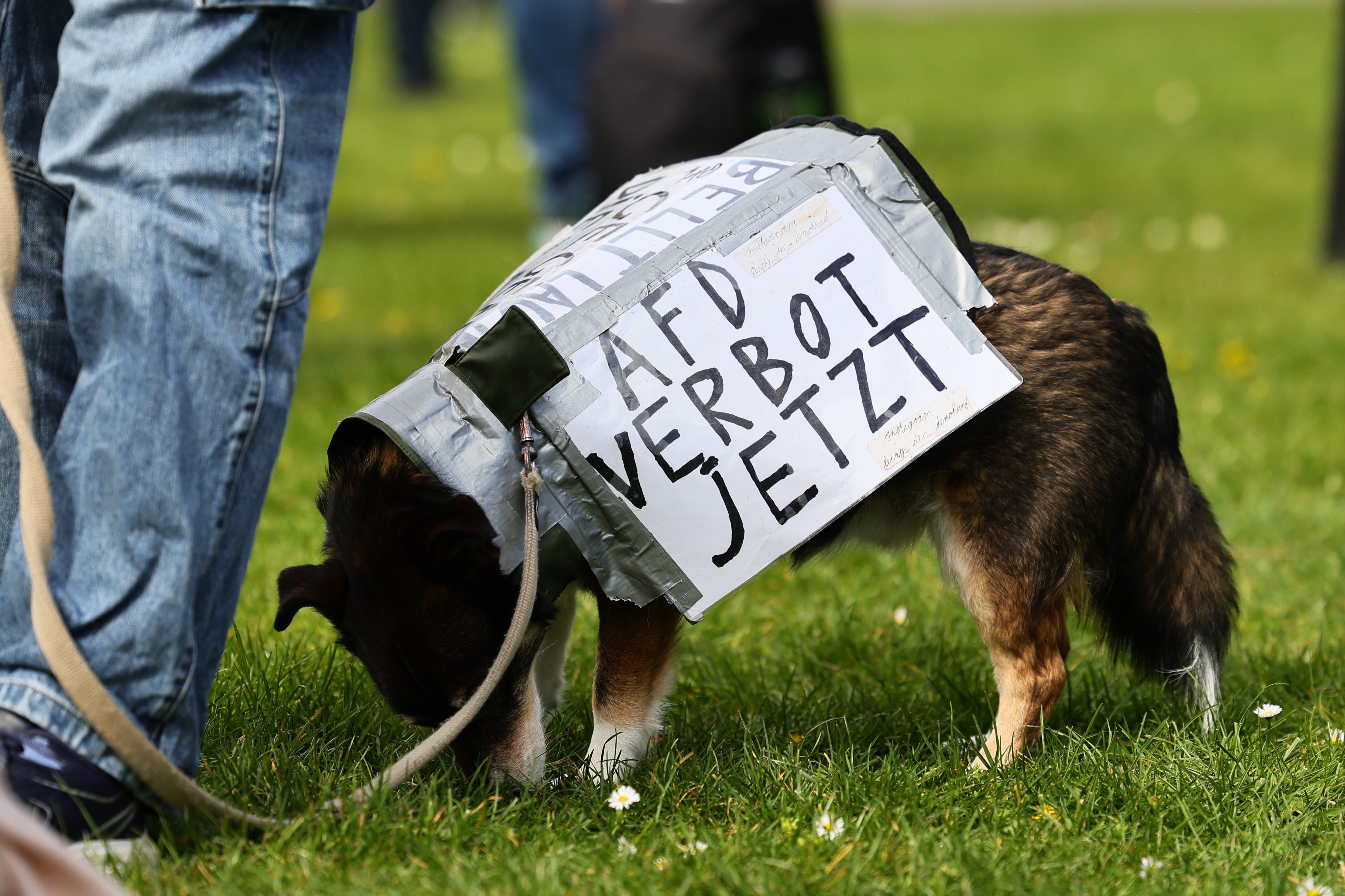  Hund trägt ein Schild mit der Aufschrift „AfD Verbot Jetzt" auf der Landtagswiese bei der PRÜF-Demo Düsseldorf April 2026