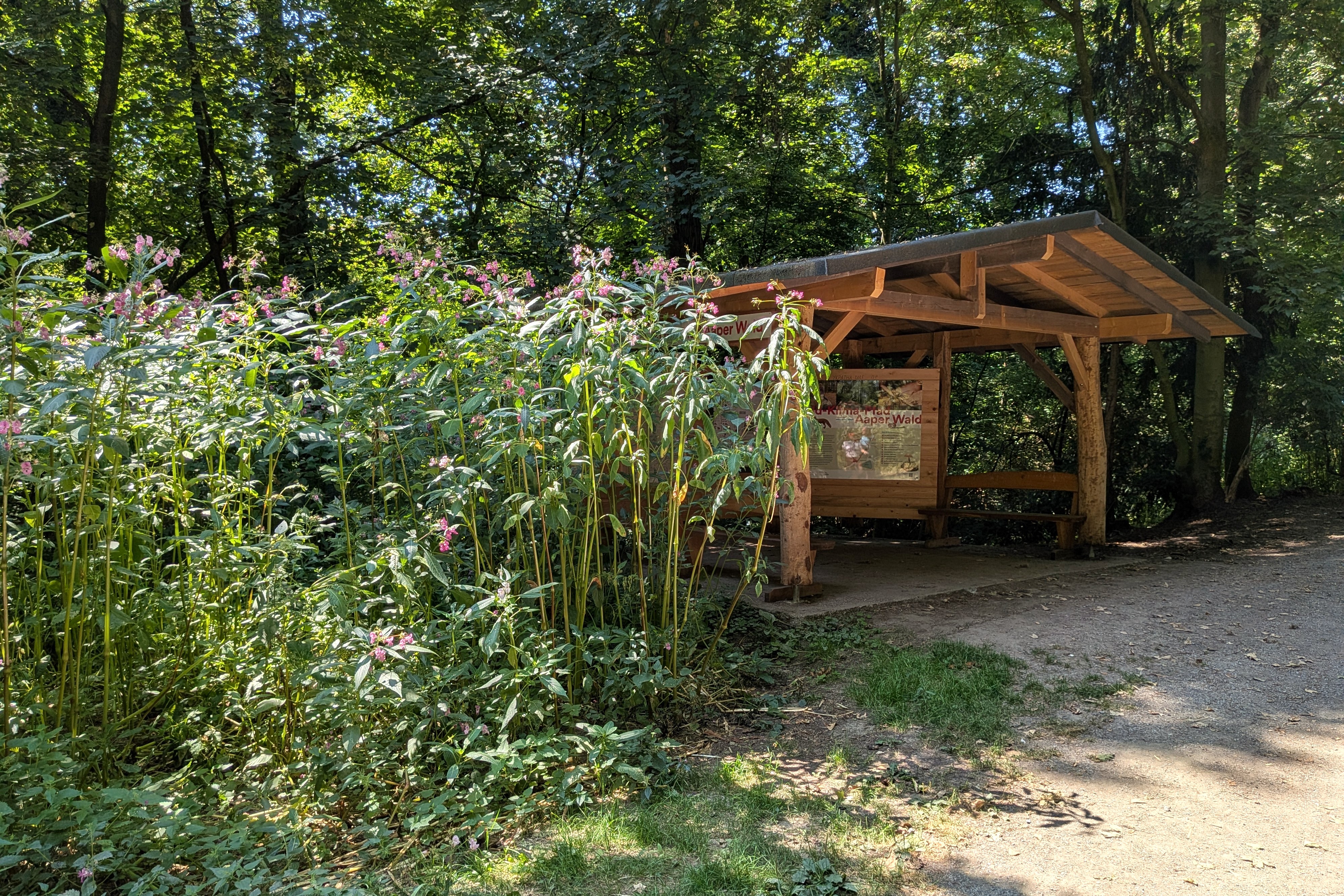 Die Schutzhütte am Wald-Klima-Pfad im Aaper Wald steht zwischen hohen rosafarbenen Pflanzen.
